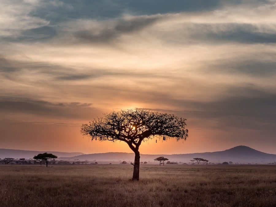 Acacia solitaire dans la savane au coucher du soleil