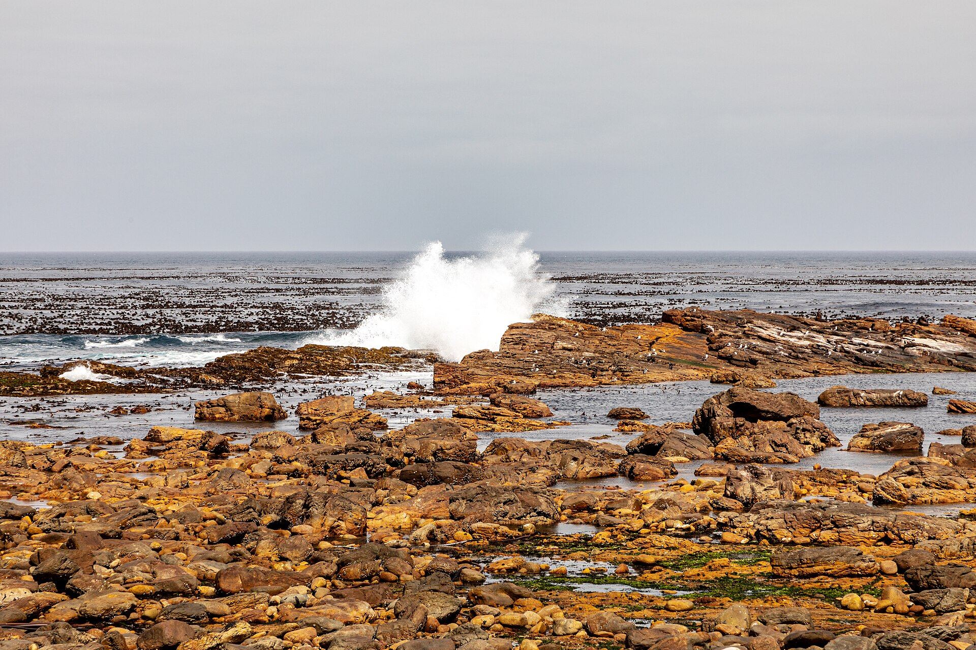 Côte rocheuse du cap de Bonne-Espérance