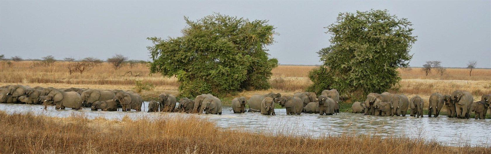 Éléphants se baignant dans le parc national de Waza, Cameroun