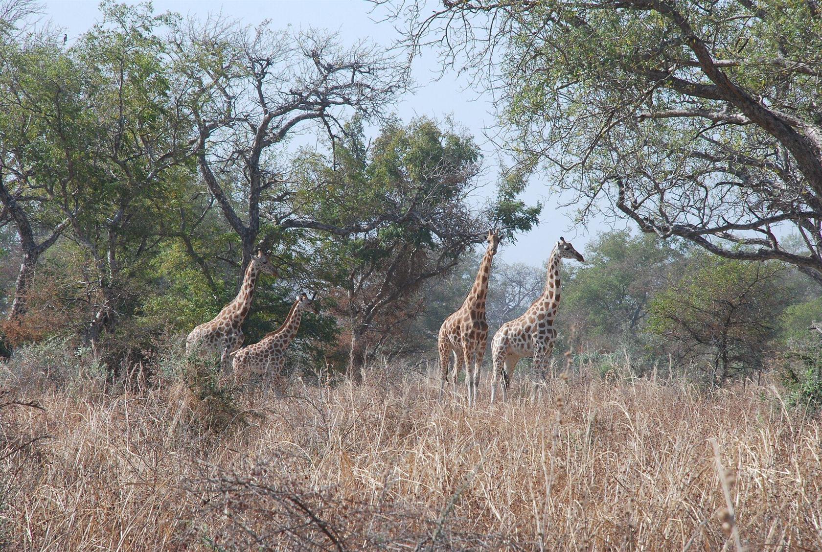 Girafes au parc national de Waza, Cameroun