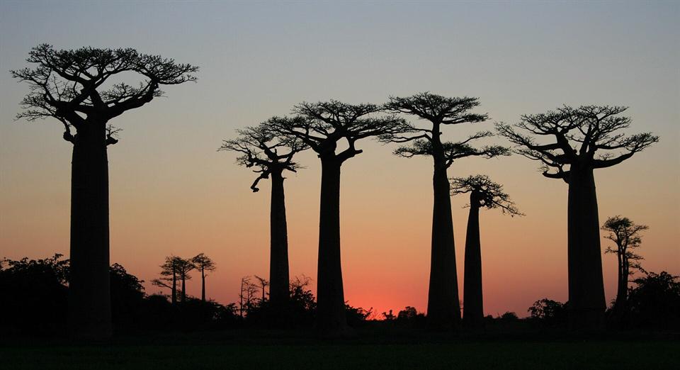 Silhouettes des baobabs sous un ciel rougeoyant