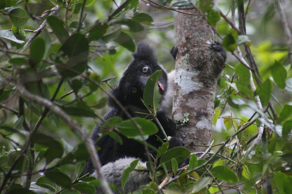 Indri dans la forêt d'Andasibe