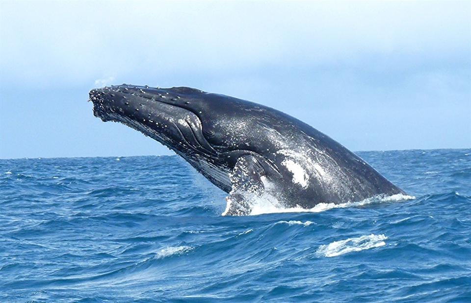 Baleine à bosse sortant de l'eau au large de Sainte-Marie