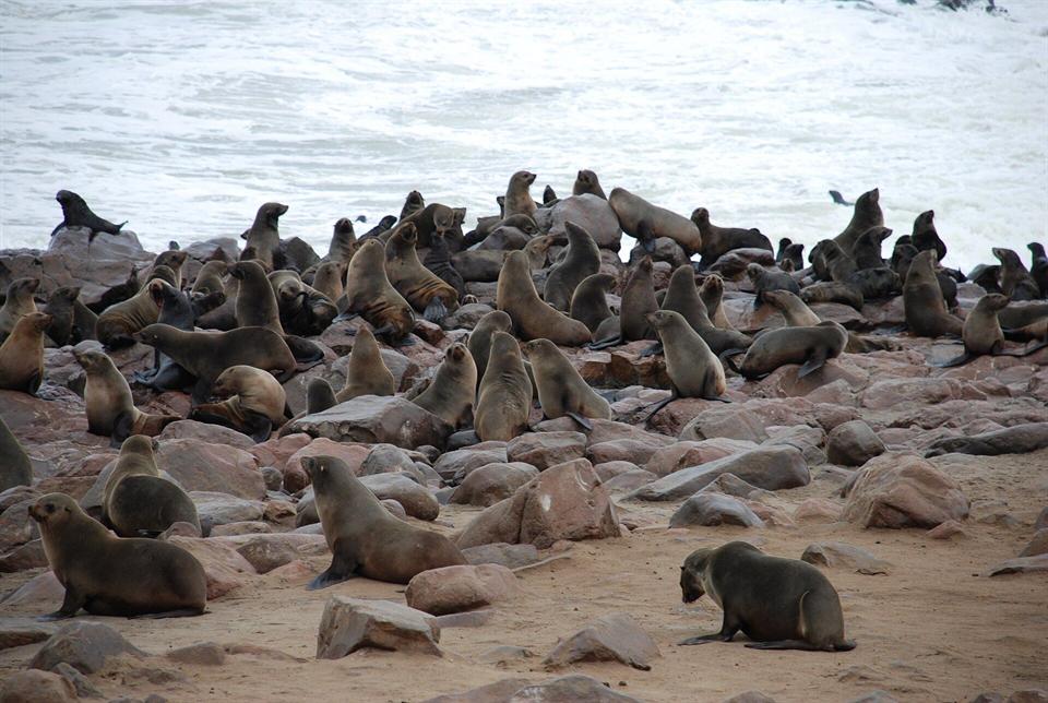 Colonie d'otaries à Cape Cross