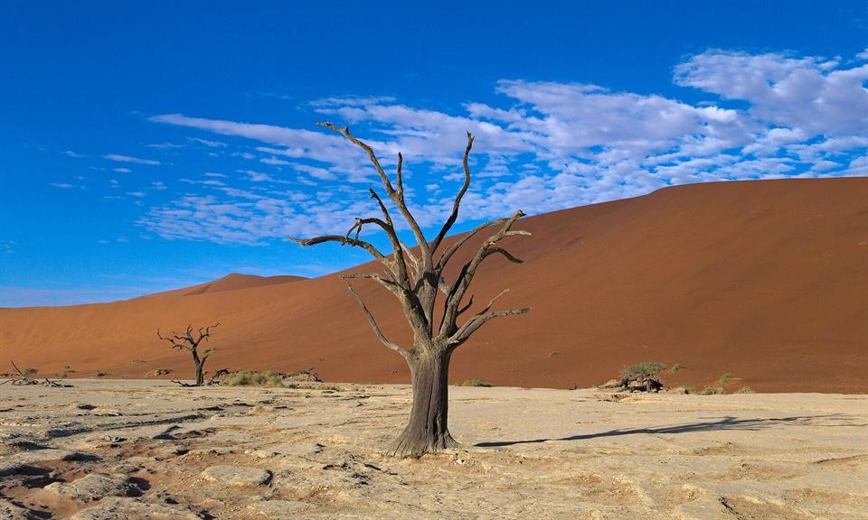 Arbres morts de Deadvlei