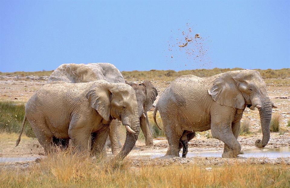 Éléphants à un point d'eau d'Etosha