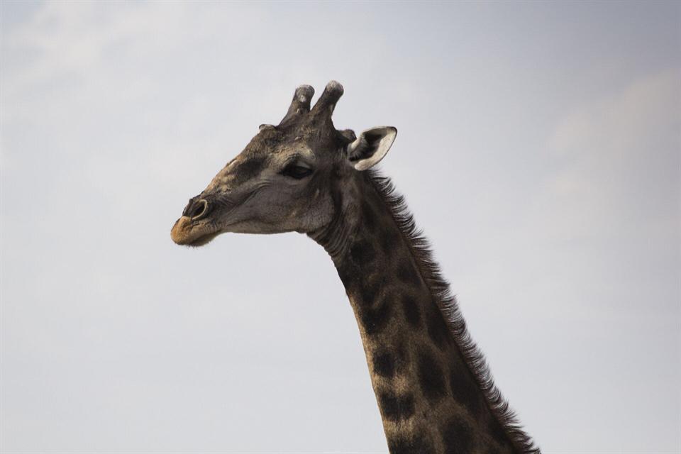 Girafe dans le parc d'Etosha