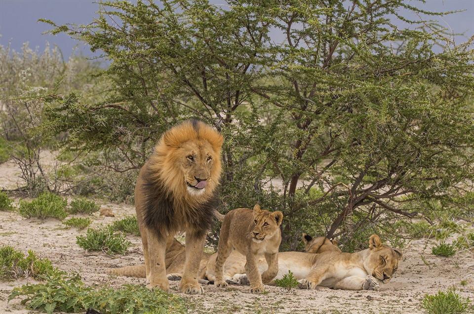 Lion et lionceau dans le parc d'Etosha