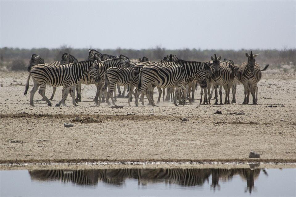 Zèbres à Etosha