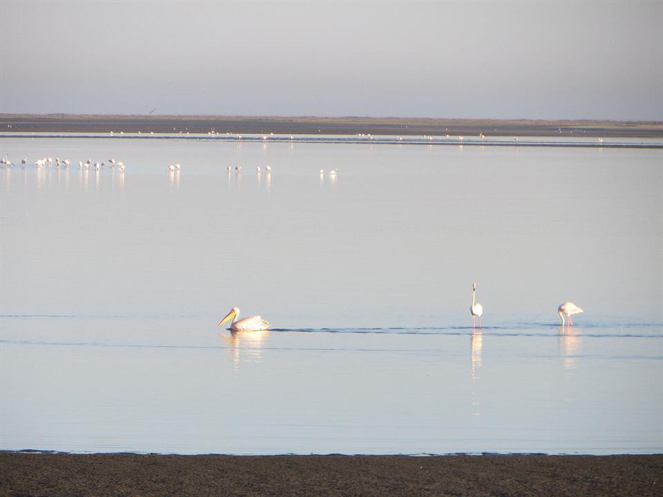 Flamants roses et pélicans à Walvis Bay