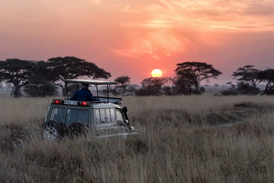 Safari au Kenya