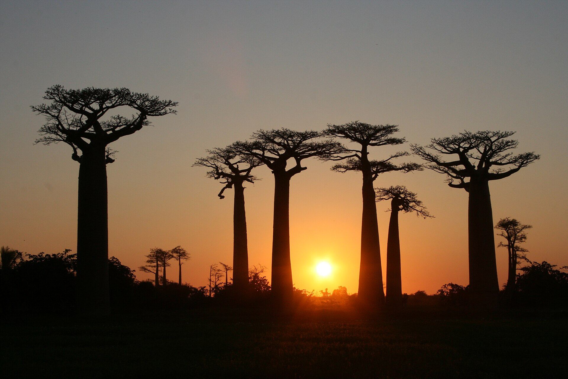 Soleil couchant derrière les baobabs de Morondava