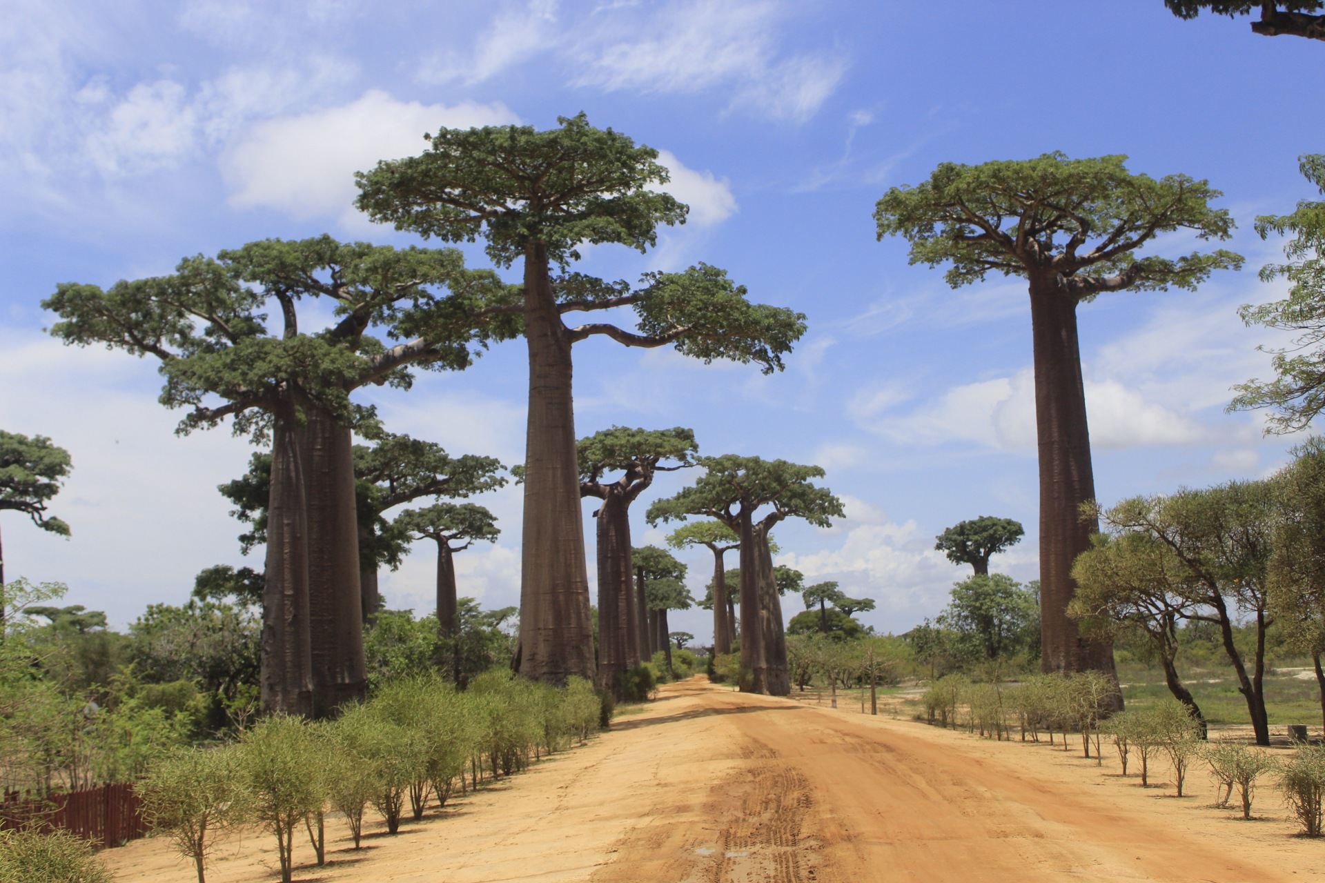Allée des Baobabs, axe central