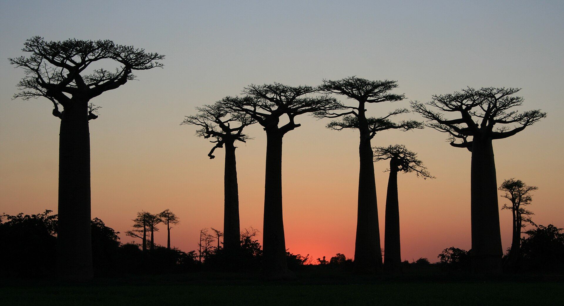 Silhouettes des baobabs sous un ciel rougeoyant