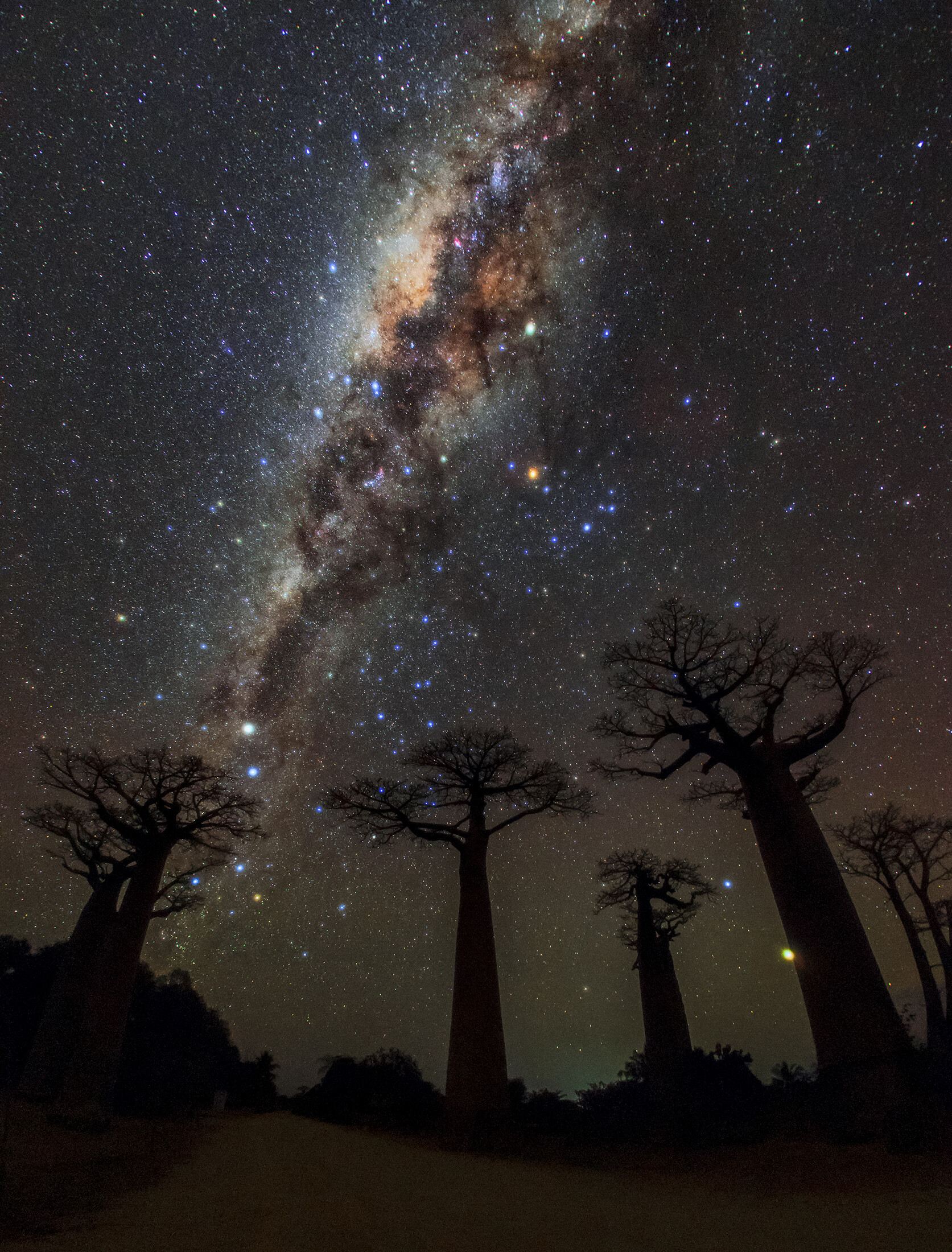 Voie lactée sur l'allée des Baobabs