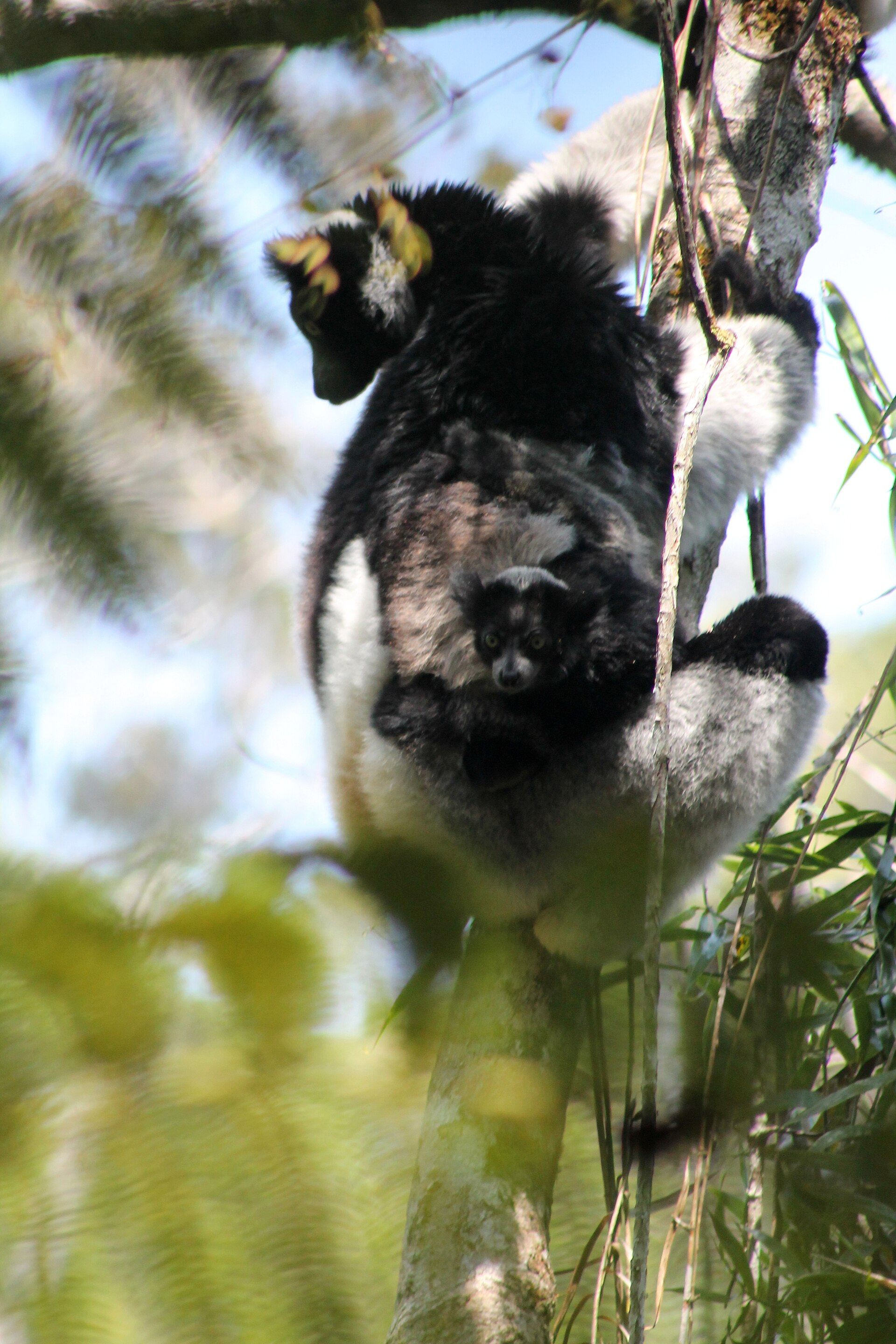 Un indri à Andasibe