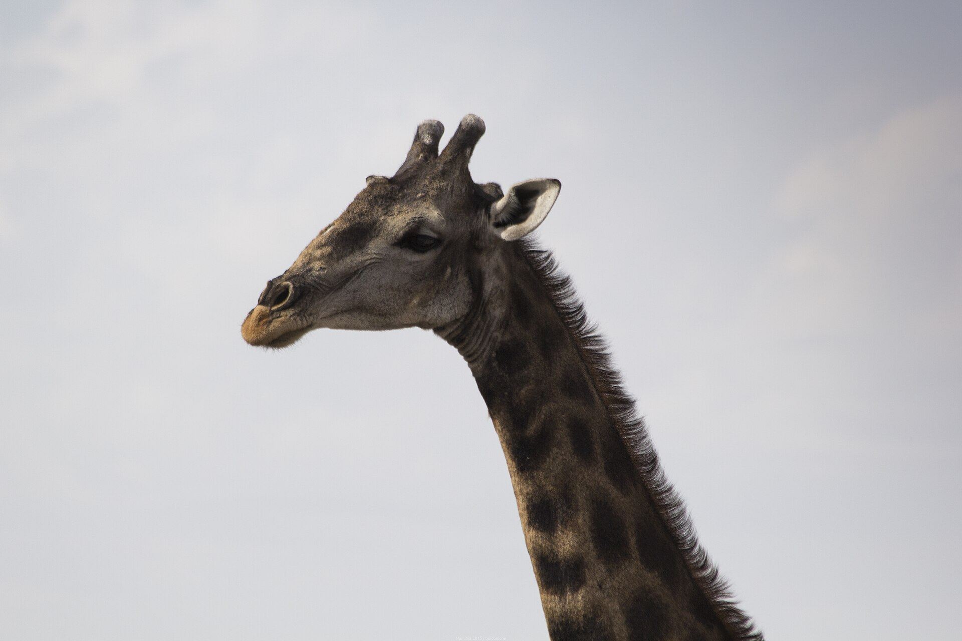 Girafe dans le parc d'Etosha