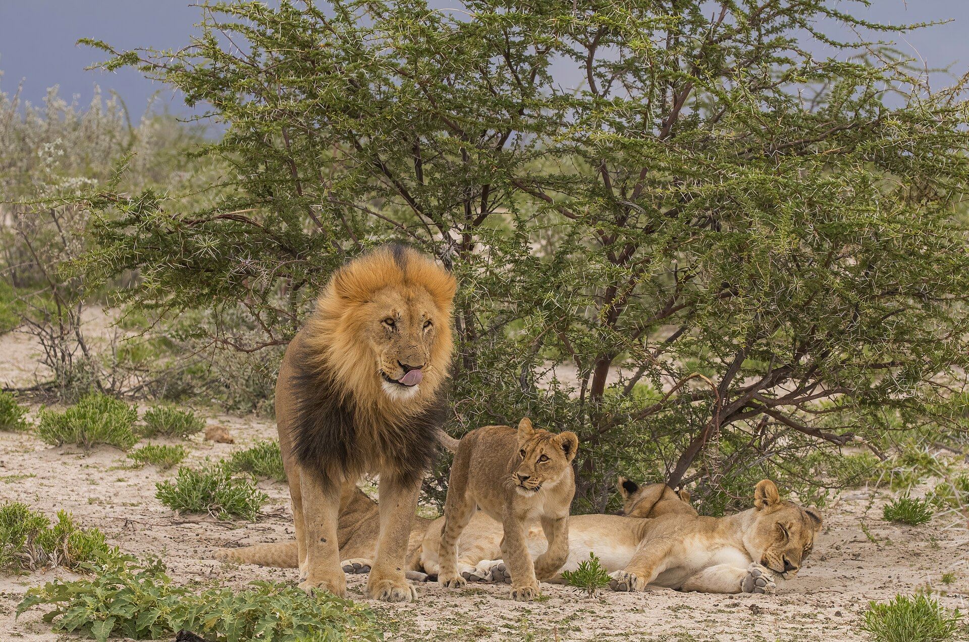 Lion et lionceau dans le parc d'Etosha