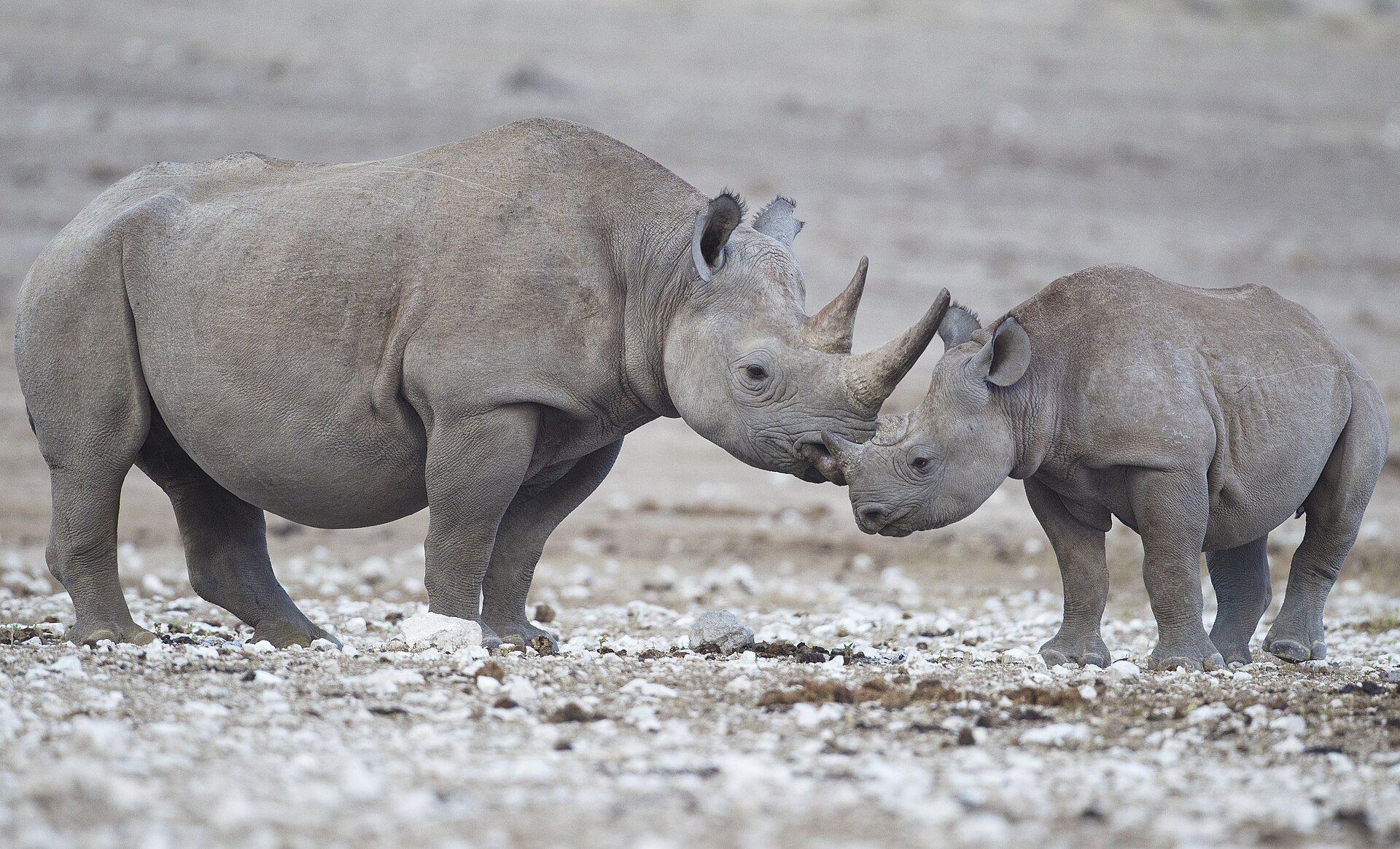 Rhinocéros noirs à Etosha