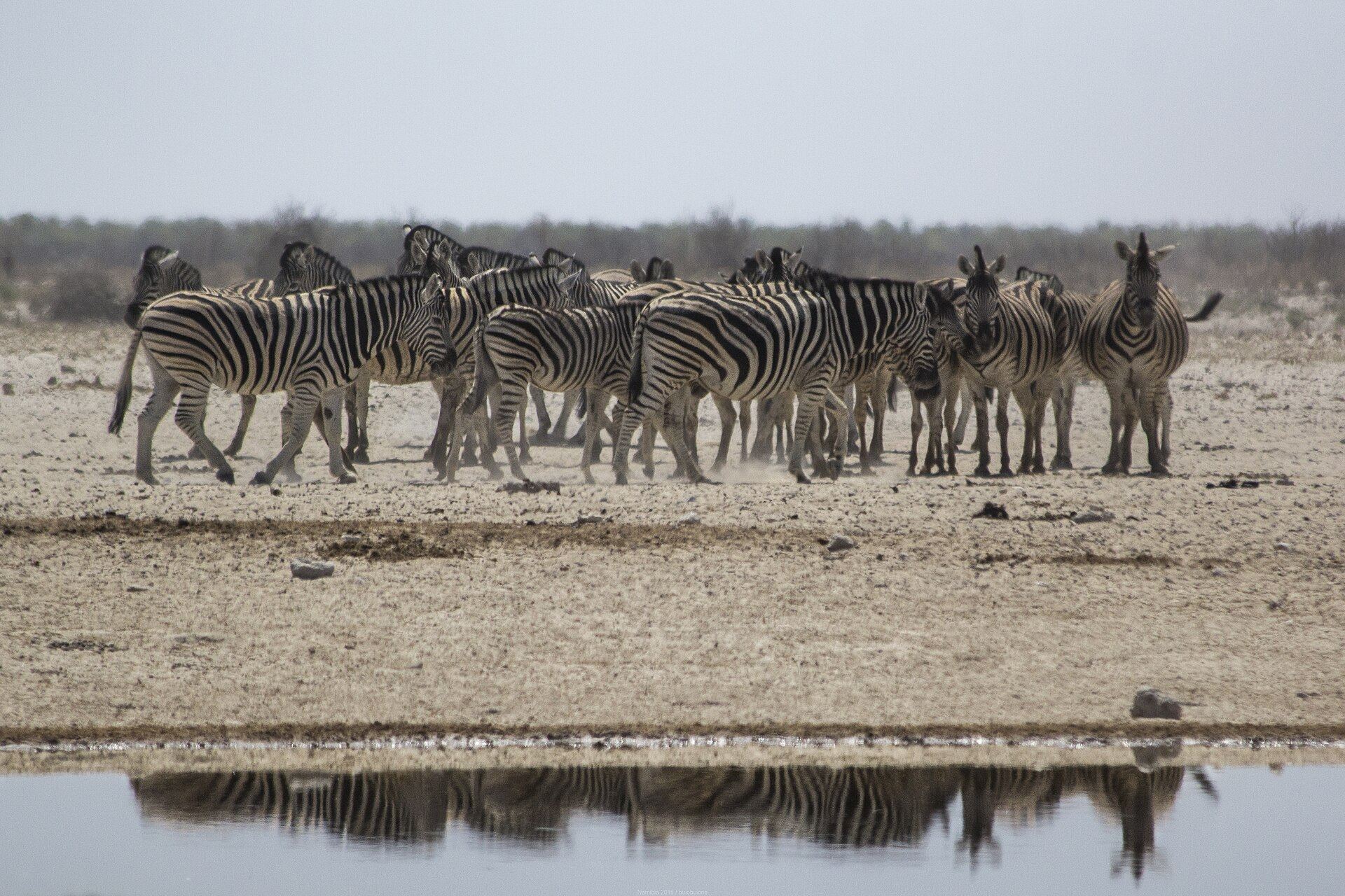 Zèbres à Etosha