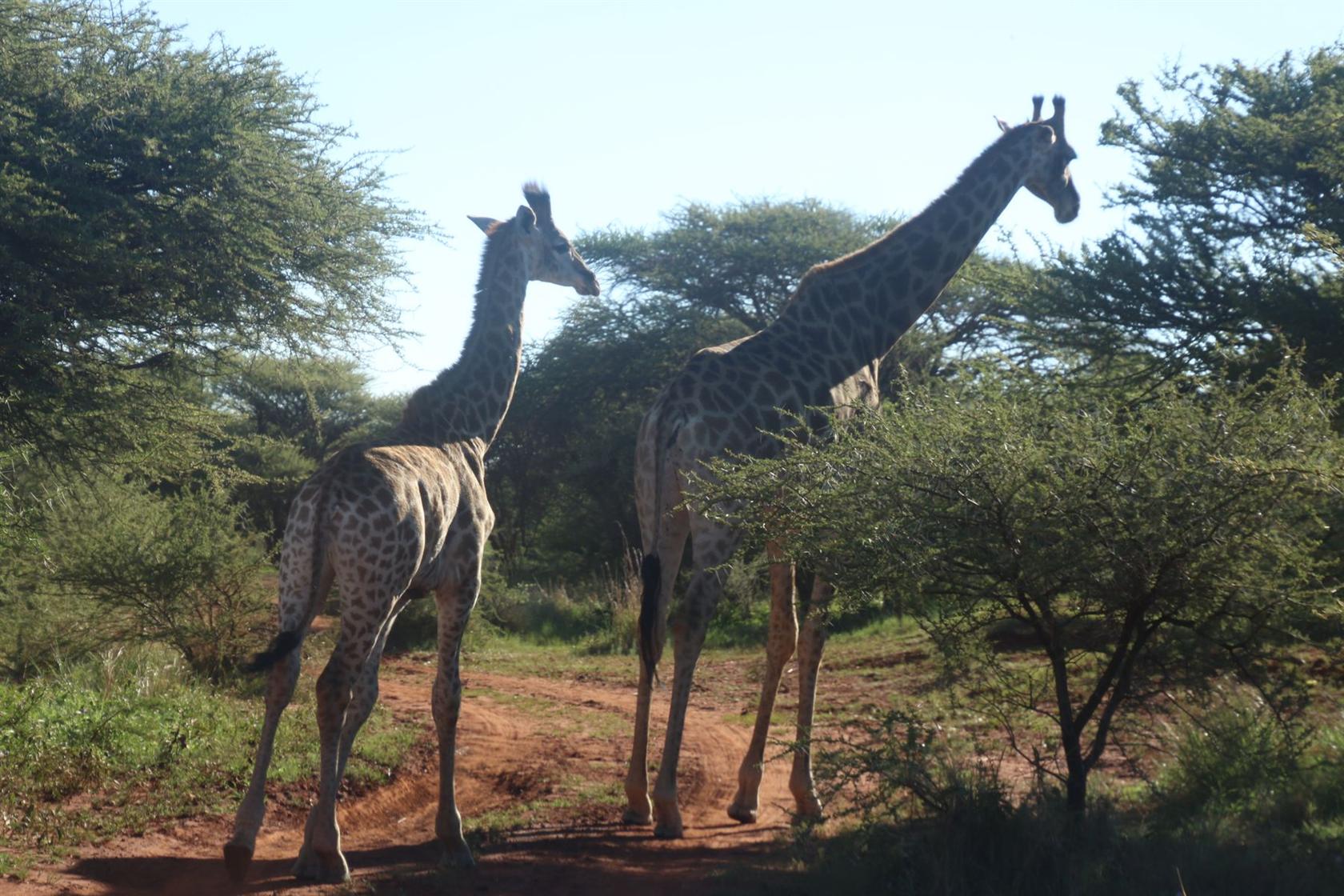 Grand safari au Kenya