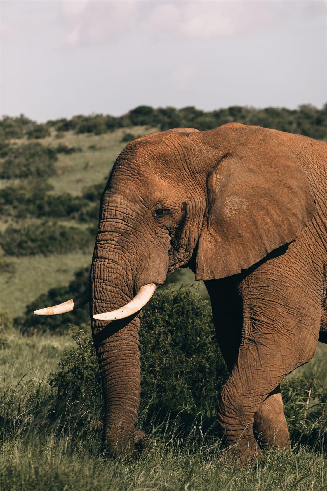 Rhinocéros dans la savane